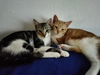 Ares Bild von Ares