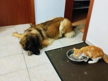 Ares Bild von Ares
