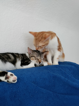 Ares Bild von Ares
