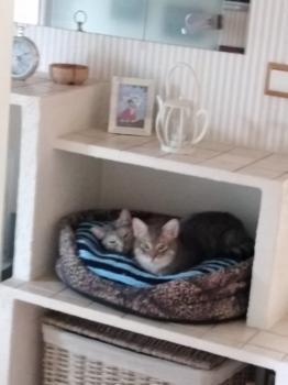 Amelia Bild von Amelia