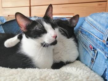 Wanda Bild von Wanda