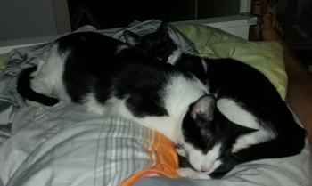 Wanda Bild von Wanda