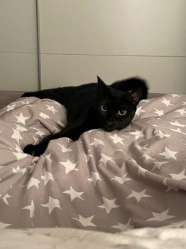 Balina Bild von Balina