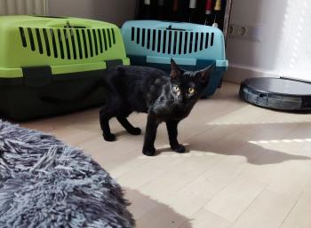 Penelope Bild von Penelope