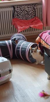 Mele Bild von Mele
