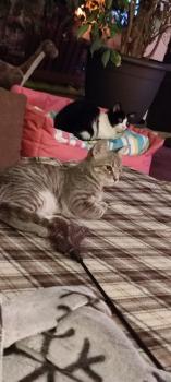 Shirin Bild von Shirin