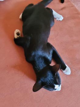 Bild von Nino