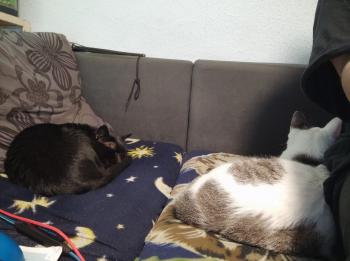 Desirée Bild von Desirée