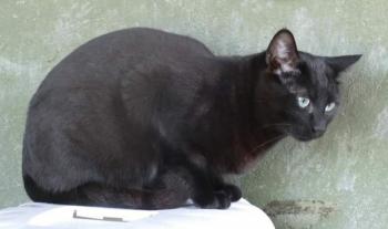 Salem Bild von Salem