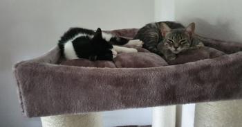 Shirin Bild von Shirin