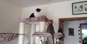 Shirin Bild von Shirin