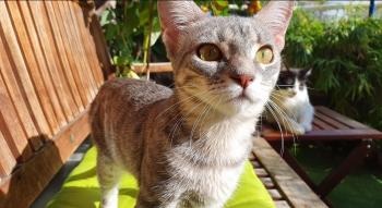 Shirin Bild von Shirin