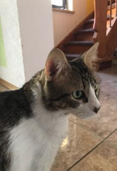 Simba Bild von Simba