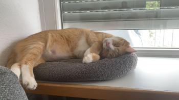 Flint Bild von Flint
