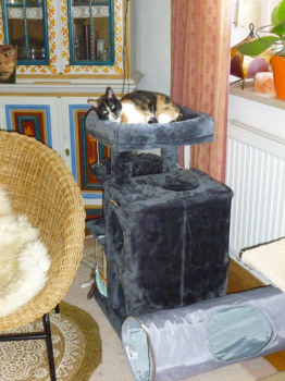 Petula Bild von Petula