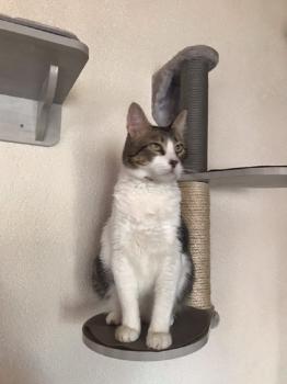 Simba Bild von Simba