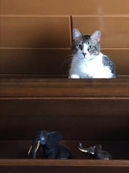 Simba Bild von Simba