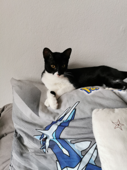 Miku Bild von Miku