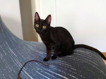 Bild von Bagheera