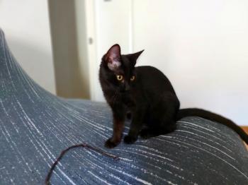 Bild von Bagheera