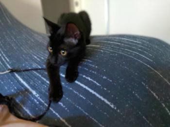 Bild von Bagheera