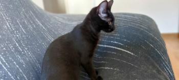 Bild von Bagheera