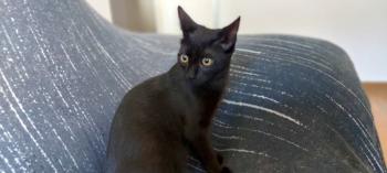Bild von Bagheera