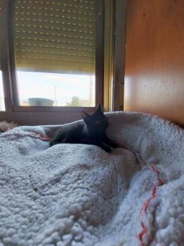 Bild von Bagheera