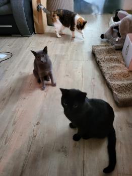 Blacky Bild von Blacky