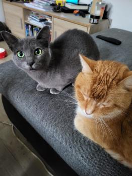 Nikita Bild von Nikita