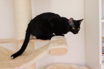 Felix Bild von Felix