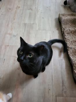 Blacky Bild von Blacky