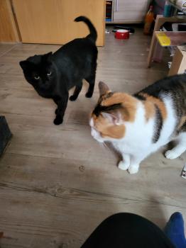 Blacky Bild von Blacky