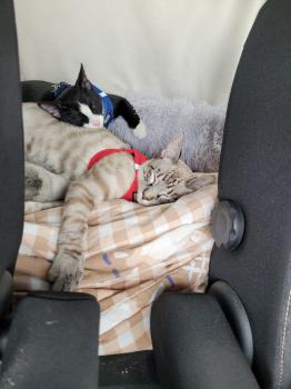 Camilo Bild von Camilo