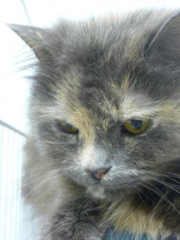 Bild von Leonie
