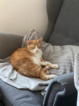 Conan Bild von Conan