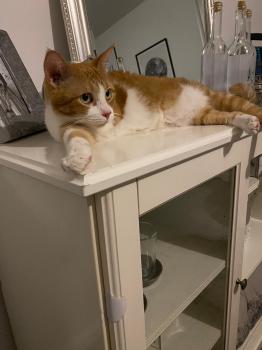 Conan Bild von Conan