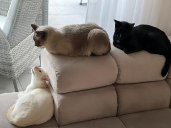 Damasco Bild von Damasco