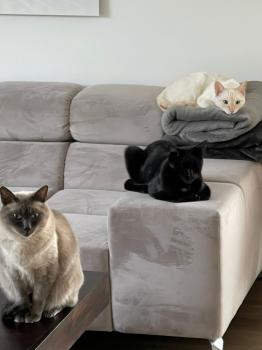 Damasco Bild von Damasco