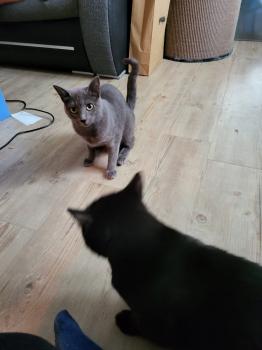 Blacky Bild von Blacky