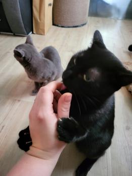 Blacky Bild von Blacky