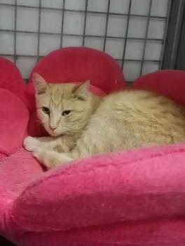Gradfield Bild von Garfield