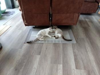 Milo Bild von Milo