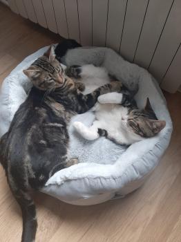Toffee Bild von Toffee