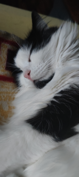 Laurel Bild von Laurel