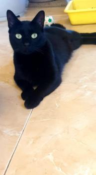 Shasa Bild von Shasa