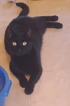 Shasa Bild von Shasa