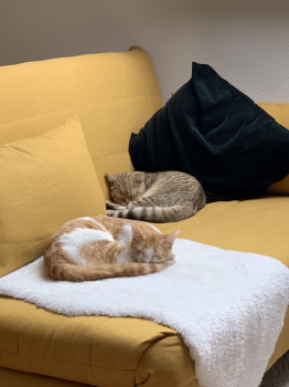 Mimosin Bild von Mimosin