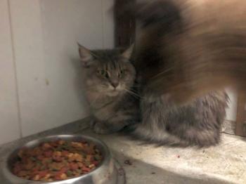 Laila Bild von Laila