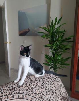 Zira Bild von Zira